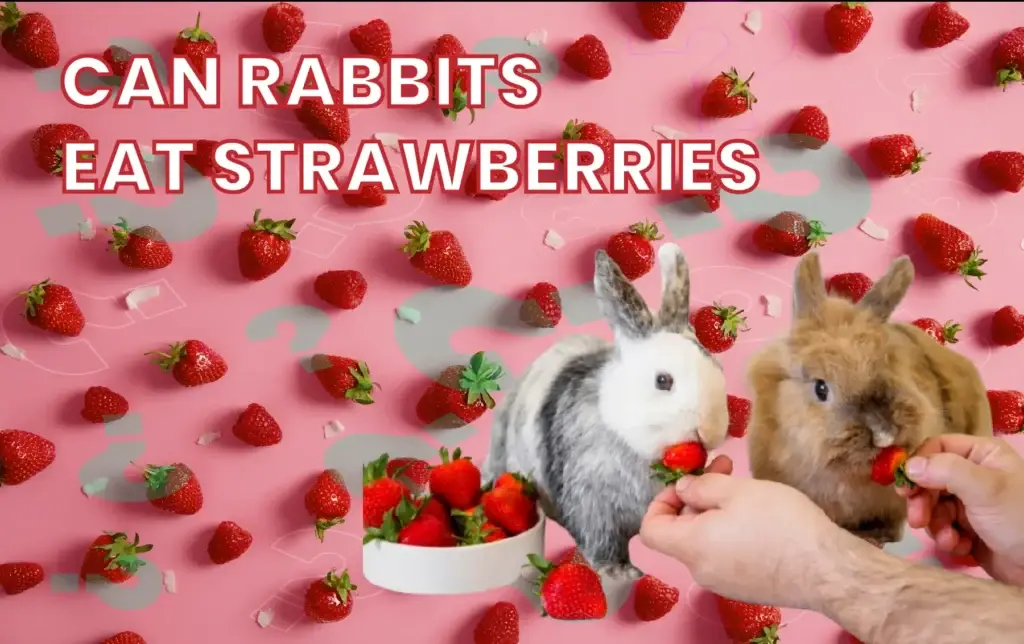 can rabbits eat strawberries