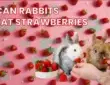 can rabbits eat strawberries