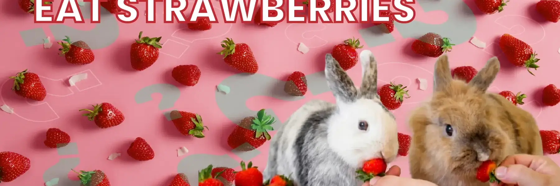 can rabbits eat strawberries