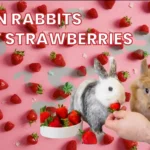 can rabbits eat strawberries