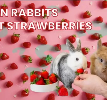 can rabbits eat strawberries