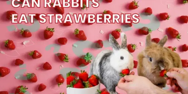 can rabbits eat strawberries