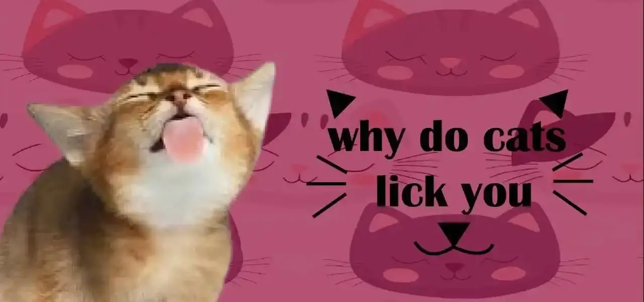 what does it mean when a cat licks you