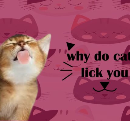 what does it mean when a cat licks you