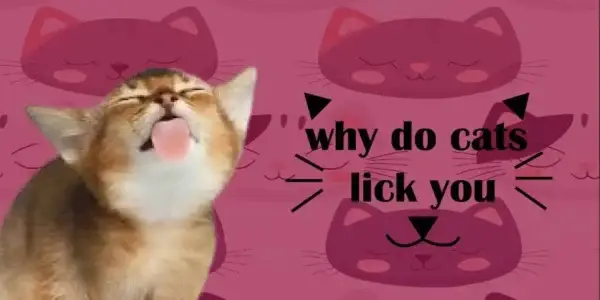 what does it mean when a cat licks you