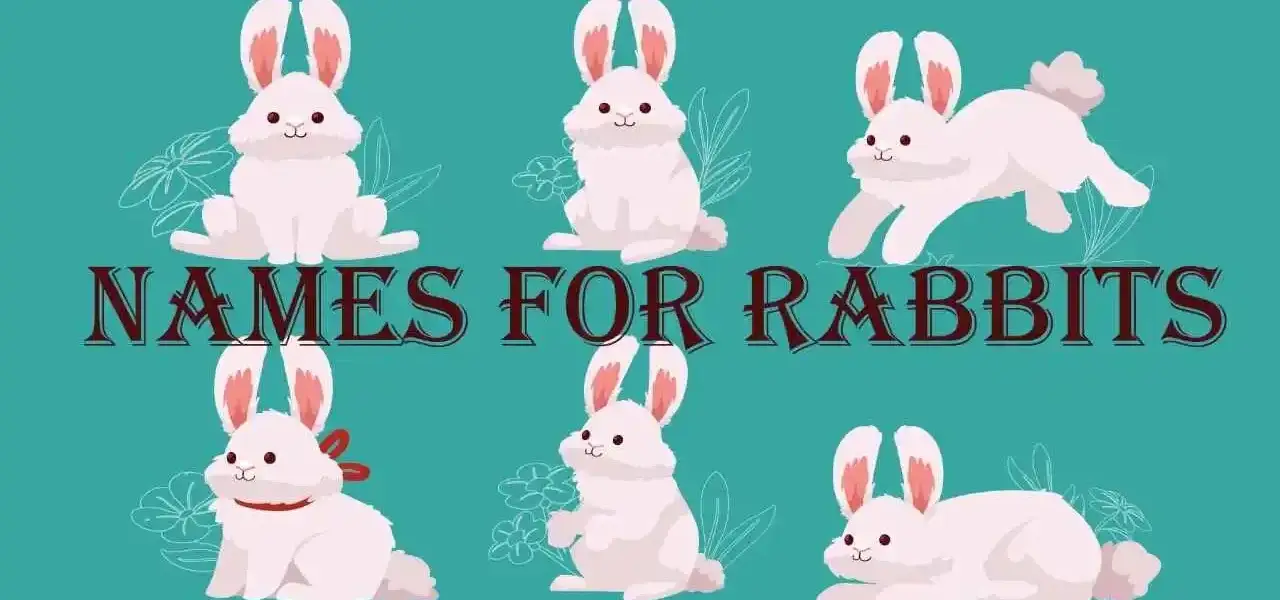 names for rabbits