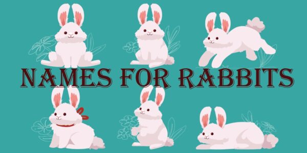 names for rabbits