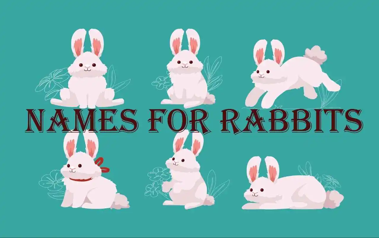 names for rabbits