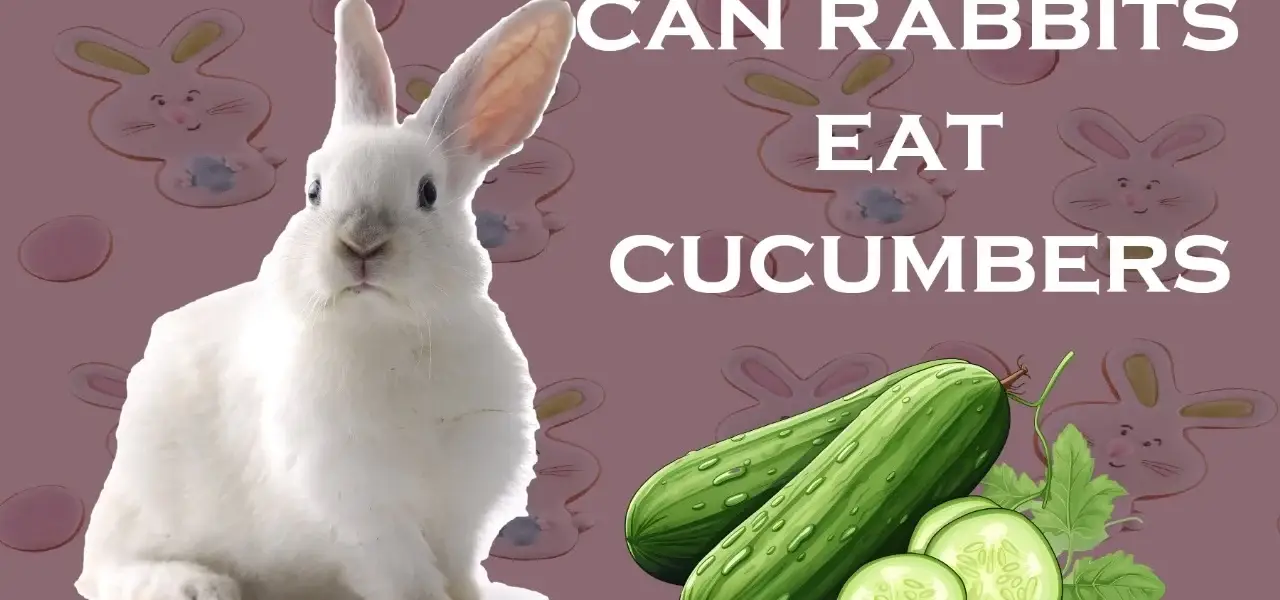 can rabbits eat cucumbers