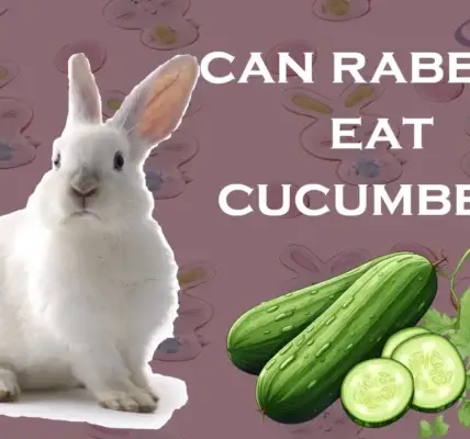 can rabbits eat cucumbers