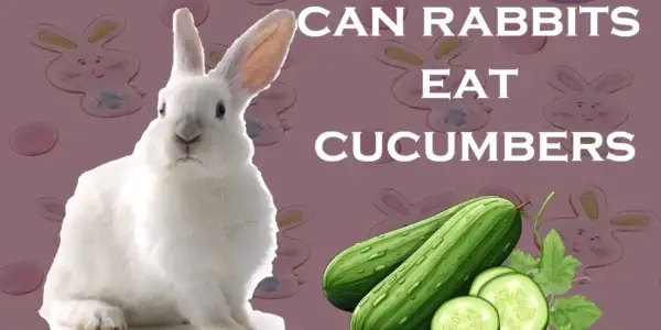 can rabbits eat cucumbers