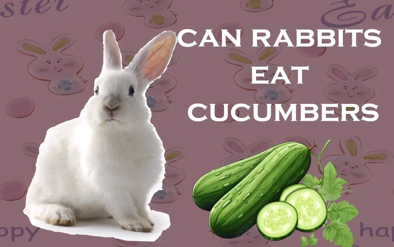 can rabbits eat cucumbers