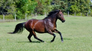 how to move when you own a hourse