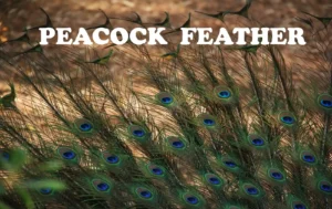 Peacock Feather Facts, Colors, and Spiritual Meaning