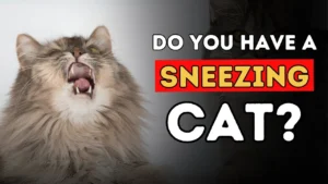 Why Is My Cat Sneezing? Understanding Feline Health