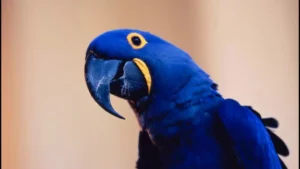 Go-to Camera Streaming for Blue Parrot Webcam