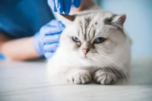Can Cats Get Parvo? Debunking Common Myths