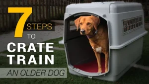 Literally THE BEST Way to Crate Train a Dog – Complete Guide