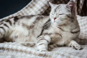 How Long Are Cats Pregnant? A Complete Guide for Cat Owners