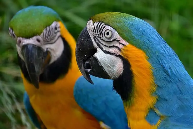 macaw parrot price