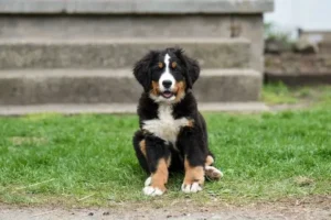 The Mini Bernese Mountain Dog: Your Loving, Loyal Companion