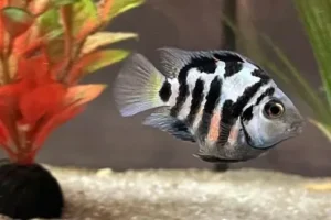 Polar Blue Parrot Cichlids Care, Tank Mates & Breeding Guide