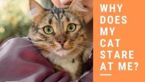 Why Does My Cat Stare at Me? Feline Communication Tips
