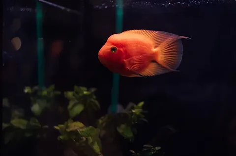 Blood Parrot Cichlid