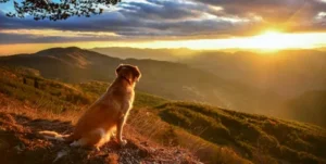 Golden Mountain Dog: A Perfect Blend of Beauty and Loyalty