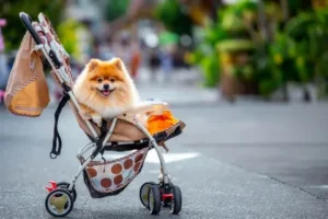 Stylish Dog Stroller for Happy Pet Travel