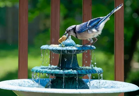 Bird Bath Fountain