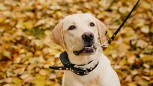 How to Train Your Dog Using a Bark Collar
